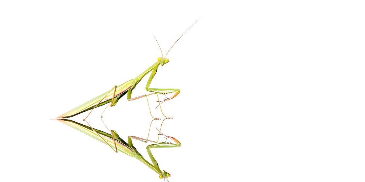 Groene boodschapper met spiegelbeeld