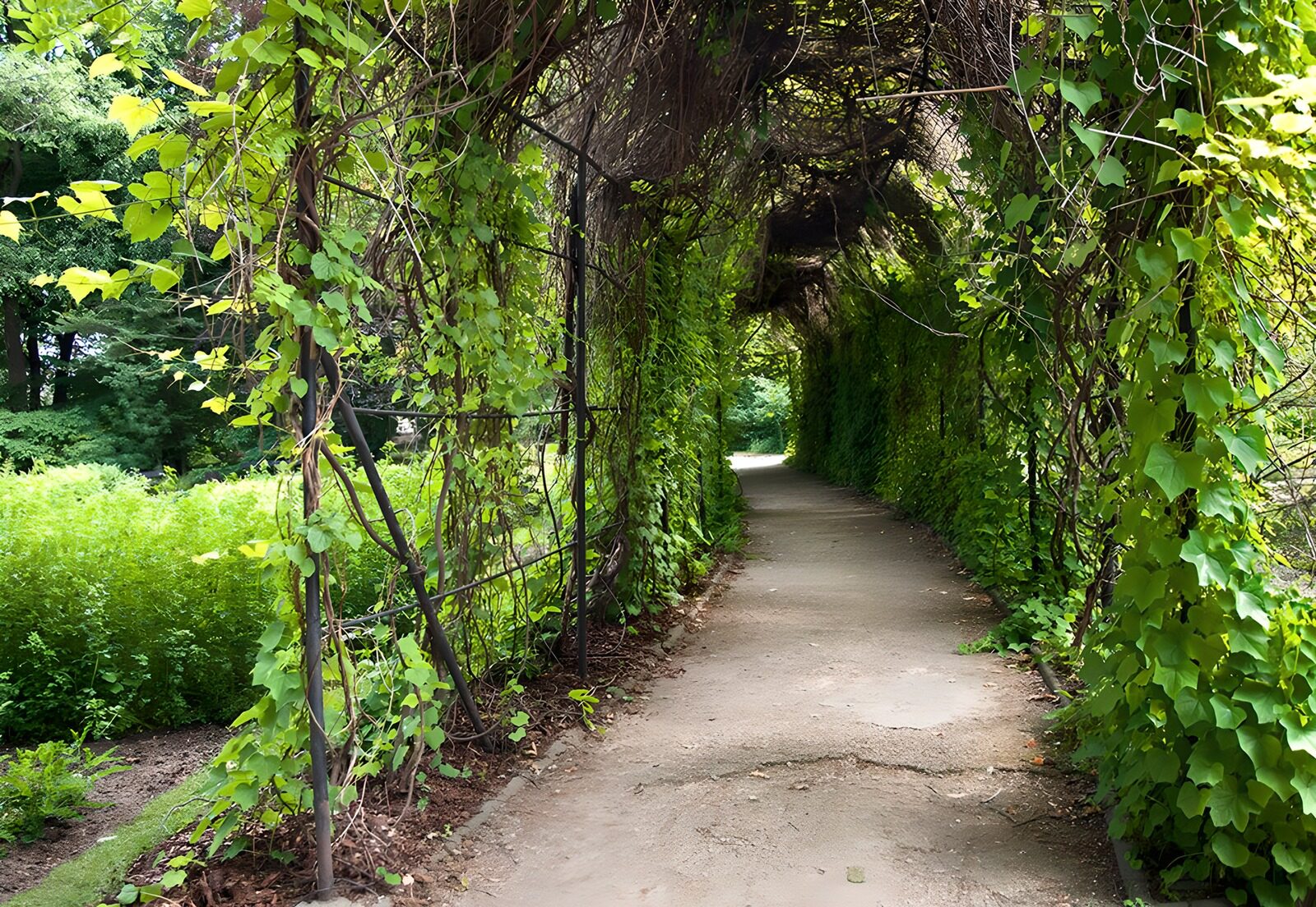 CW1844077: Groene Tunnel van Natuur