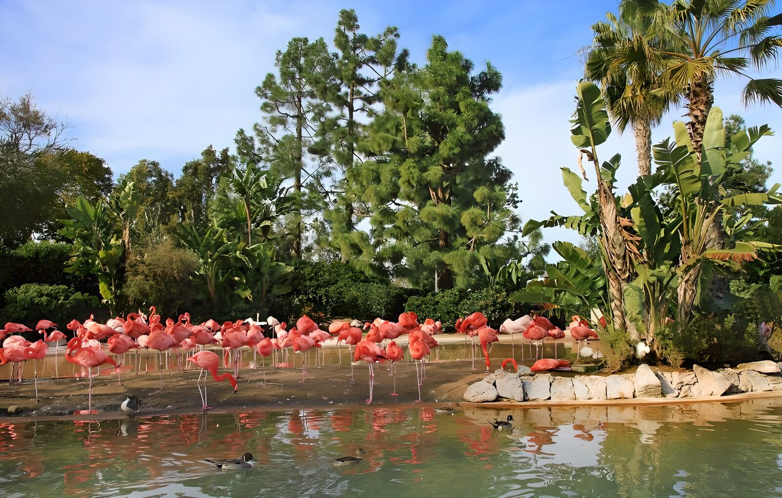 CW3885375: Groep roze flamingo's bij een vijver