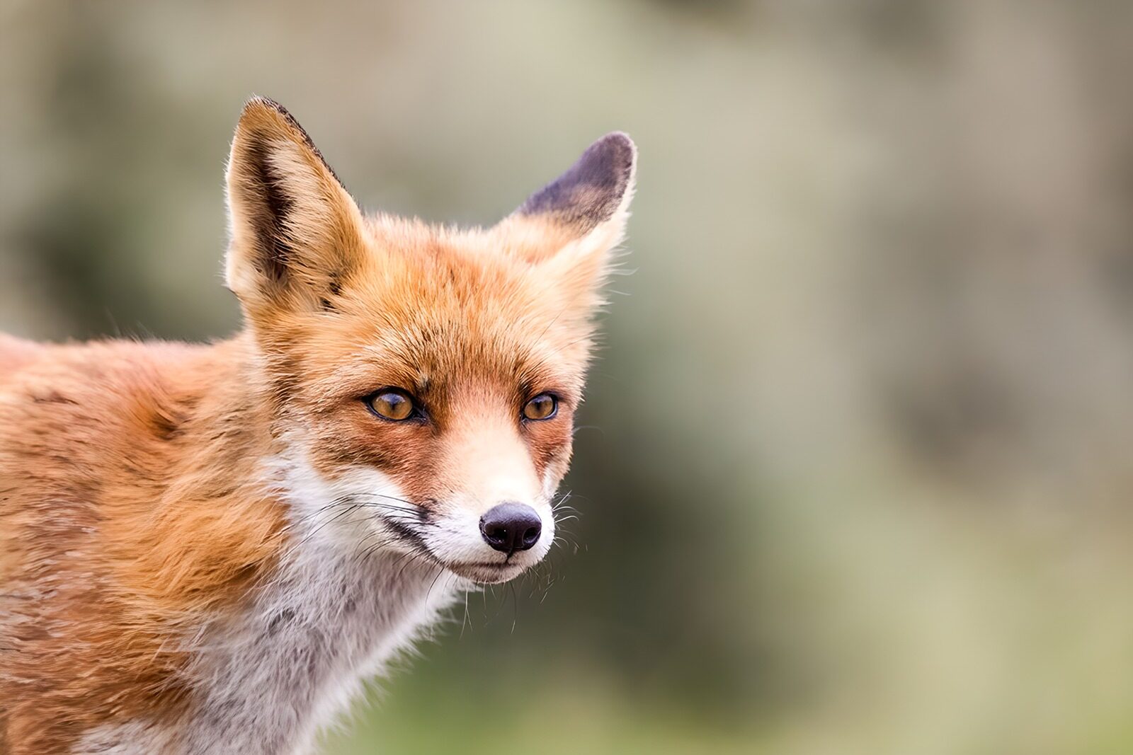 CW1283427: Sluwe Vos in het Natuurlicht