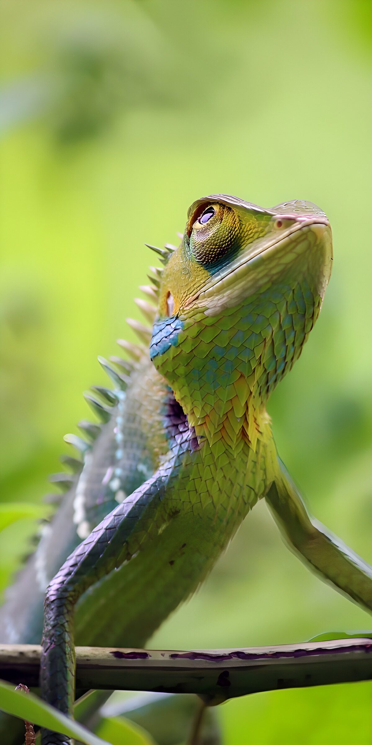 CW9862546: Kleurige Hagedis in de Natuur