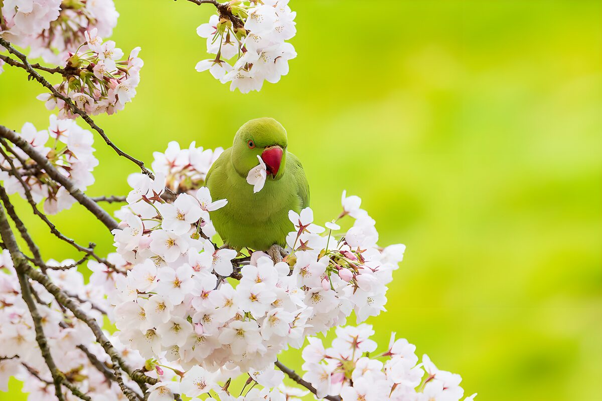 Groene papegaai tussen bloesems