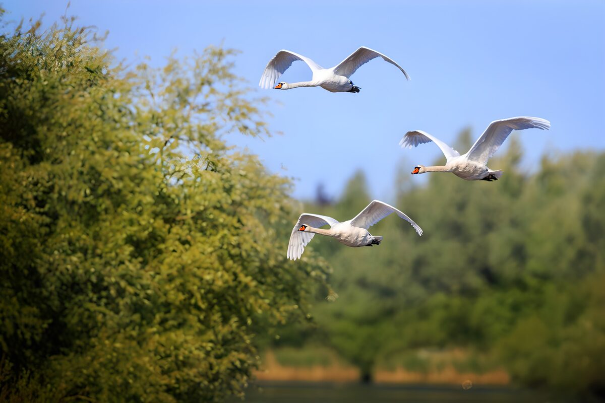 Elegante zwanen in vlucht