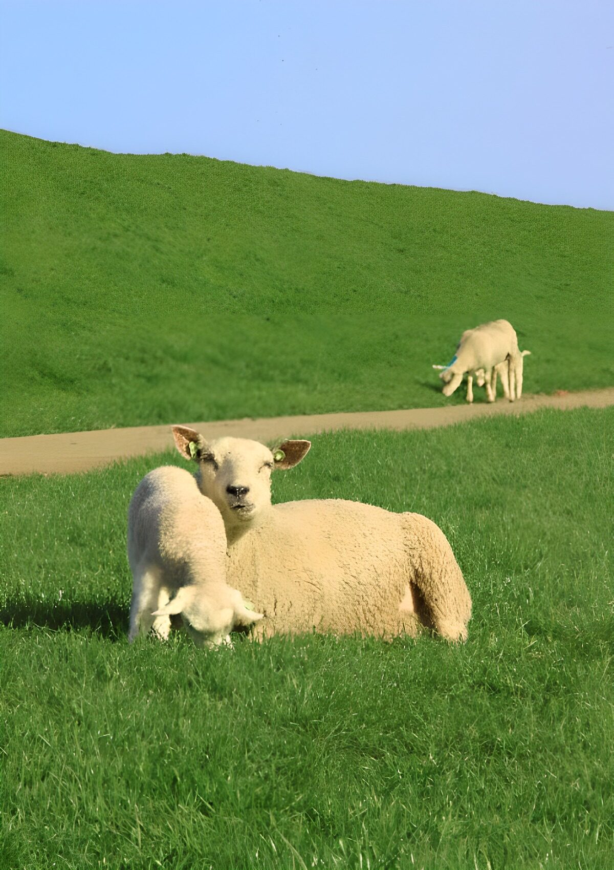 Moeder en lam in weelderig gras