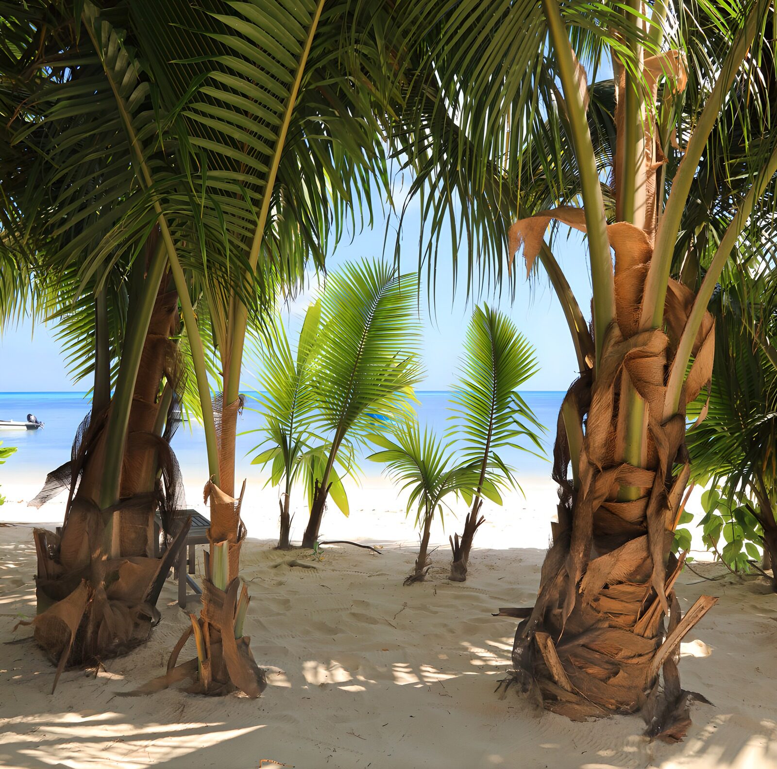 CW2553636: Tropisch strand met palmbomen