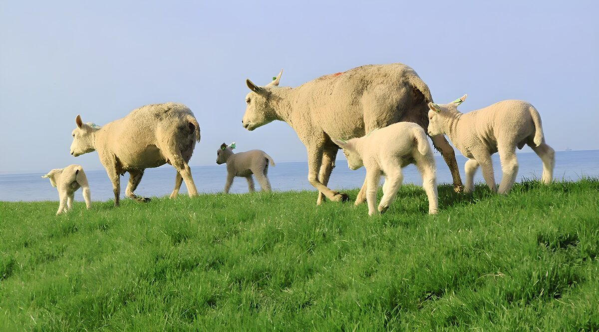 Schaapsfamilie op het grasveld