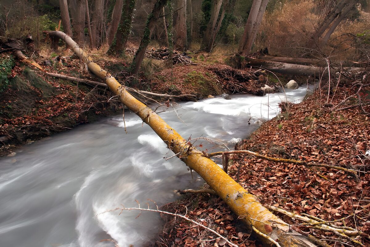 Rustige Stroming Tussen de Bomen
