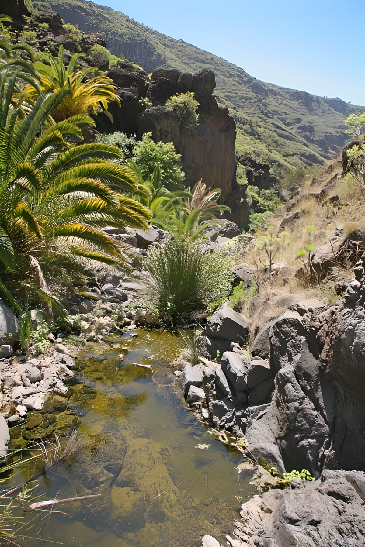 Rustig Natuurgebied met Waterpartij