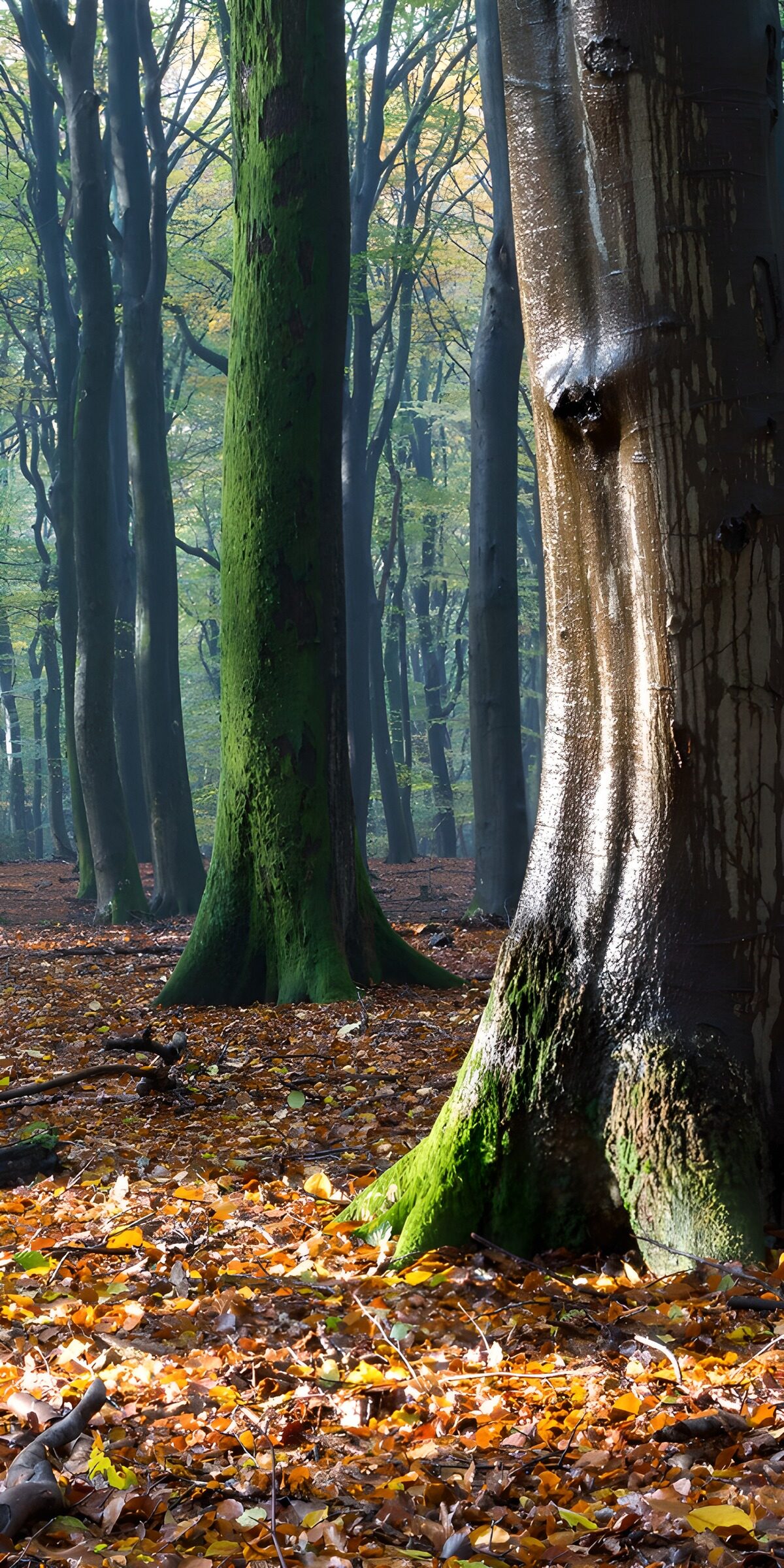 Magische bossen in de herfst