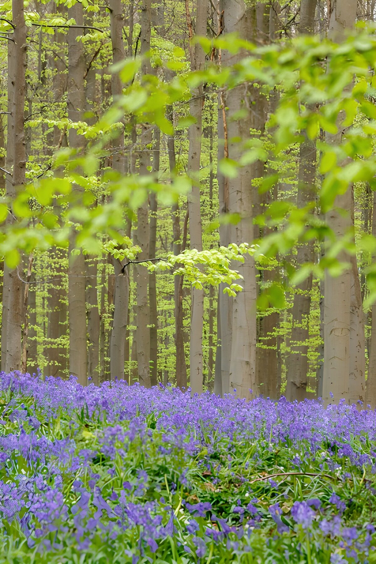 Prachtige blauwe bloemen in het bos