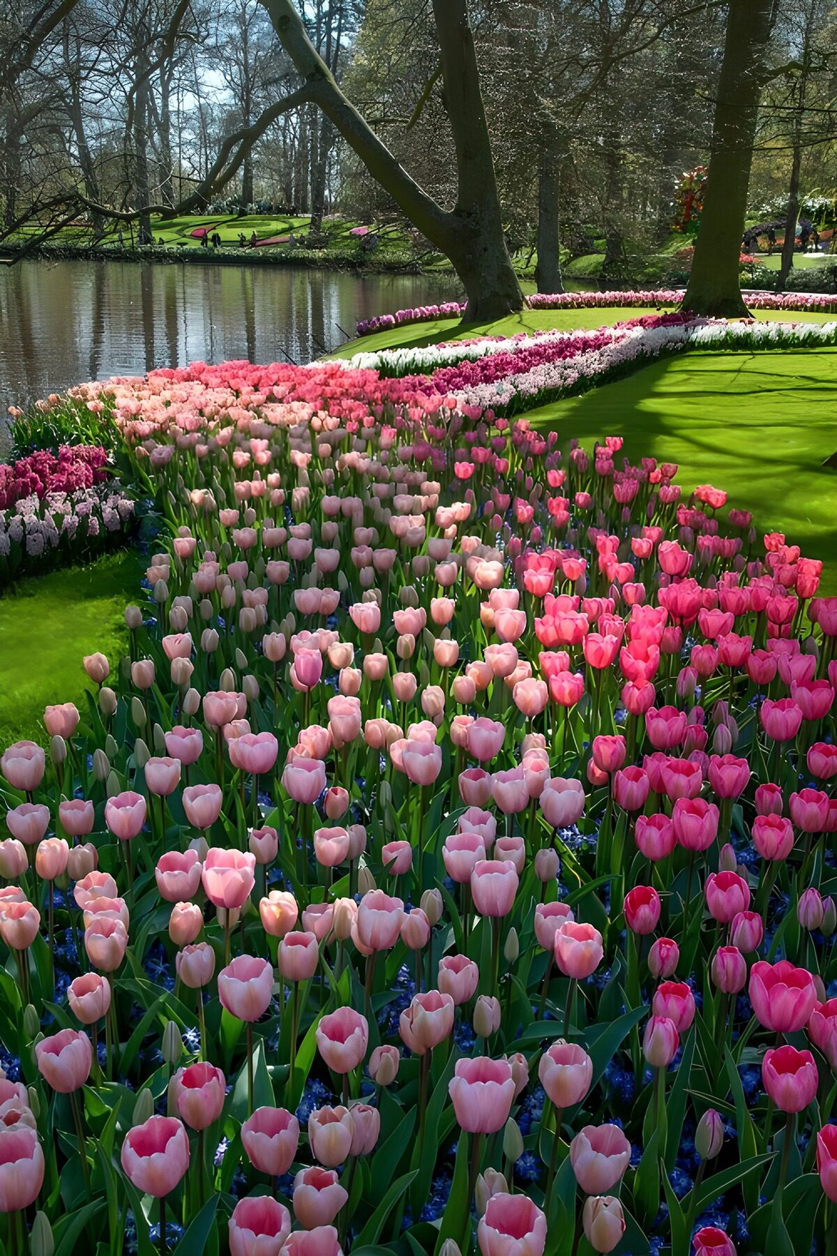 Kleurrijke Tulpen in de Lente