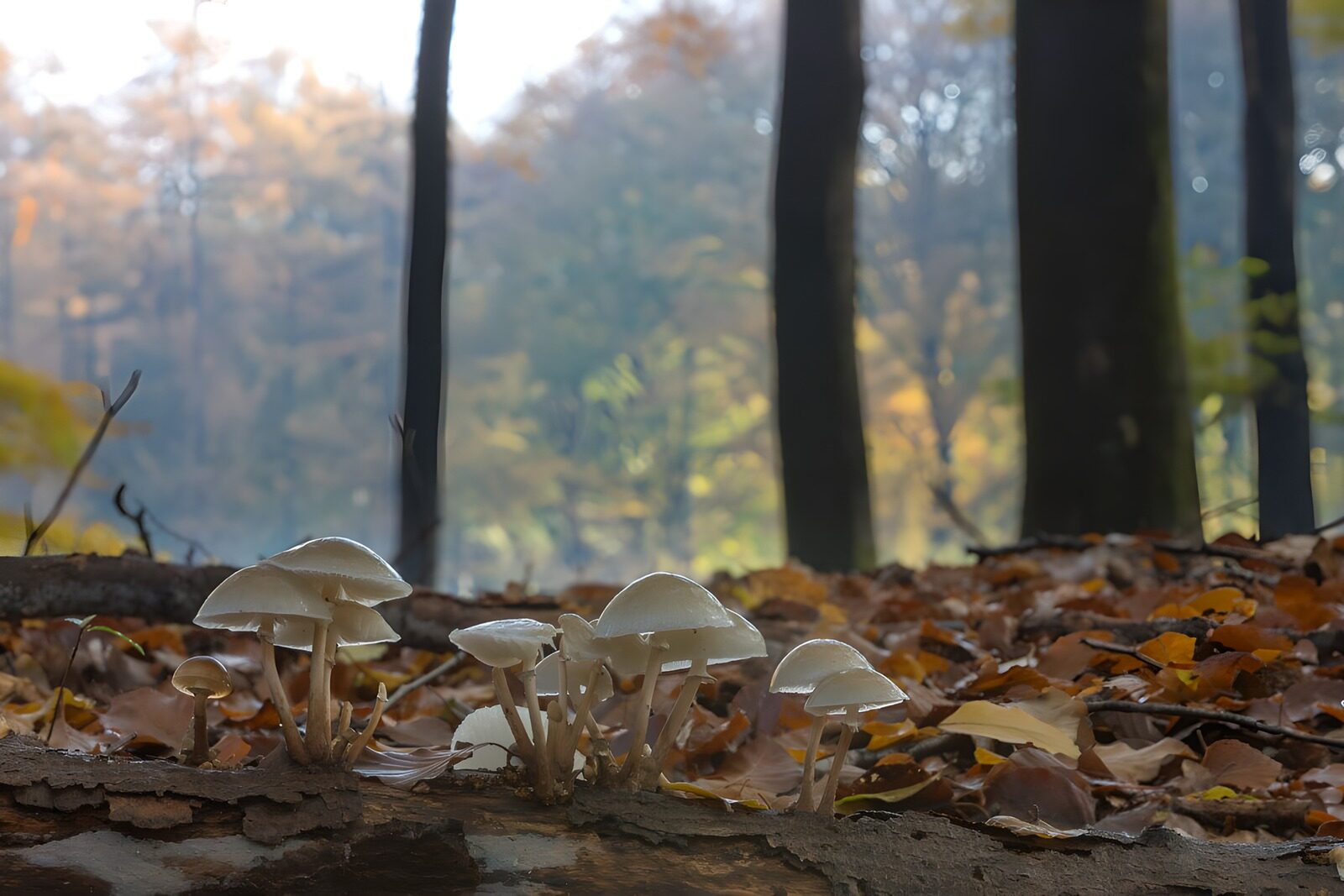 CW2622848: Paddenstoelen in het herfstbos