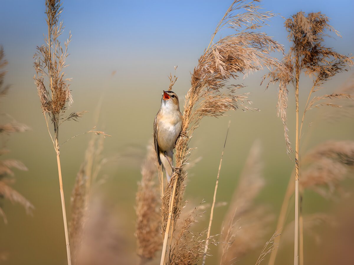 Rietzanger in het riet