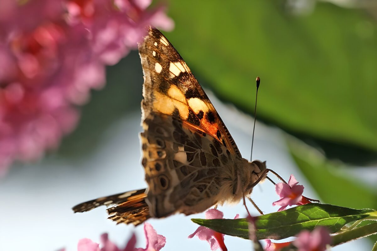 Oranje vlinder op bloemen