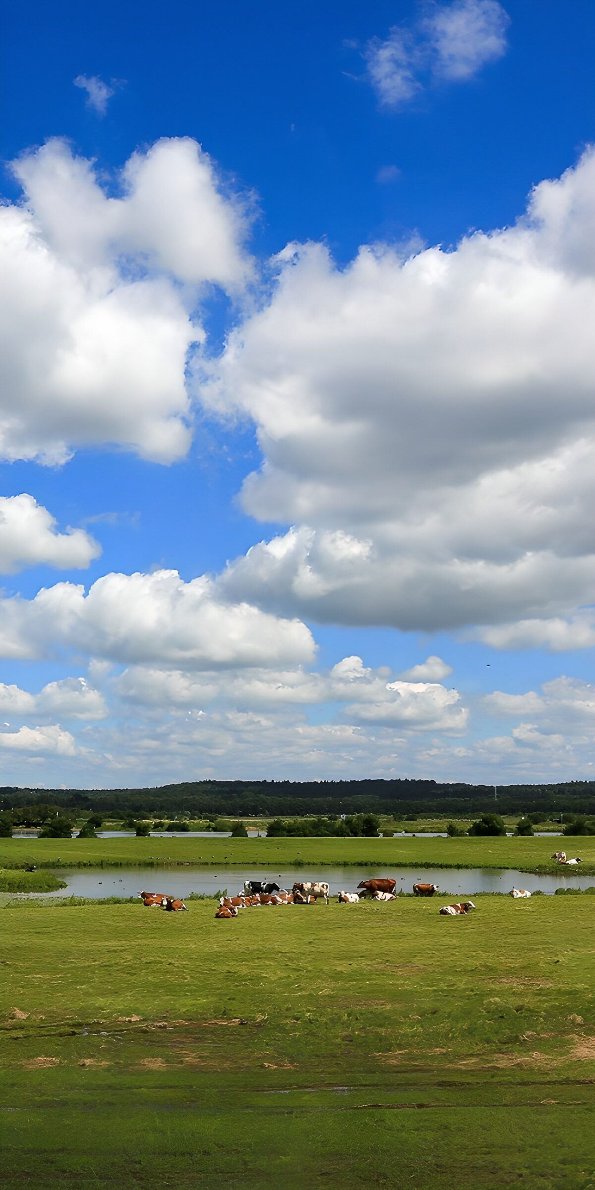 CW4643881: Rustig Nederlandse Weide Landschap