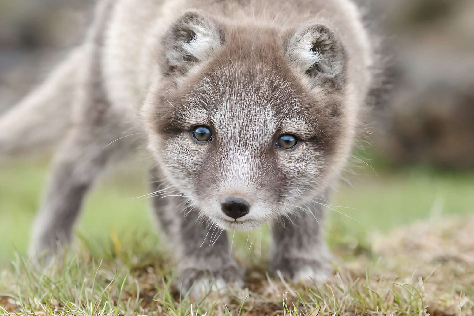 CW8367612: Schattige jonge ijsbeer in het wild