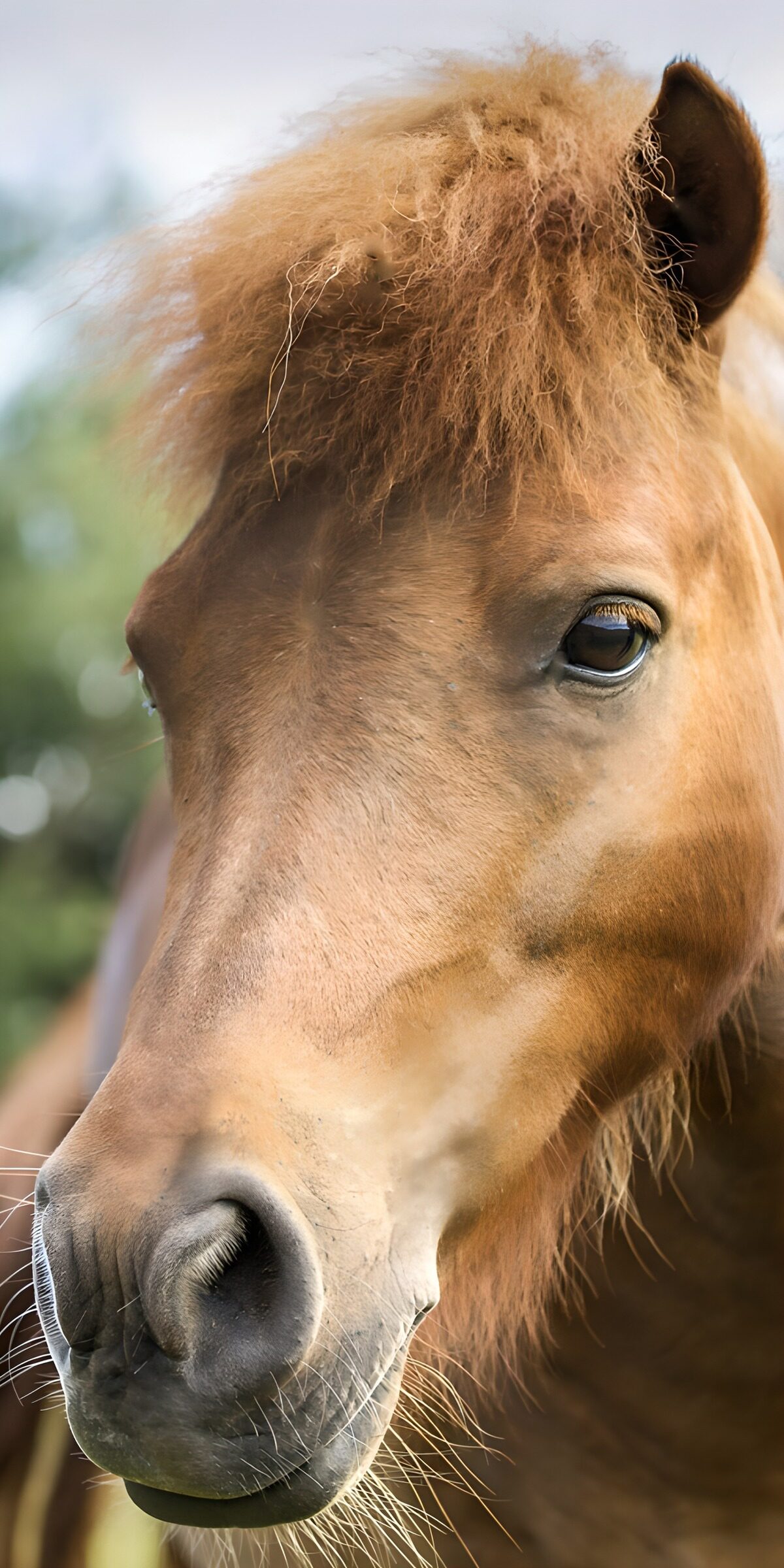 CW2631387: Vriendelijk Paard met Vrolijke Vacht
