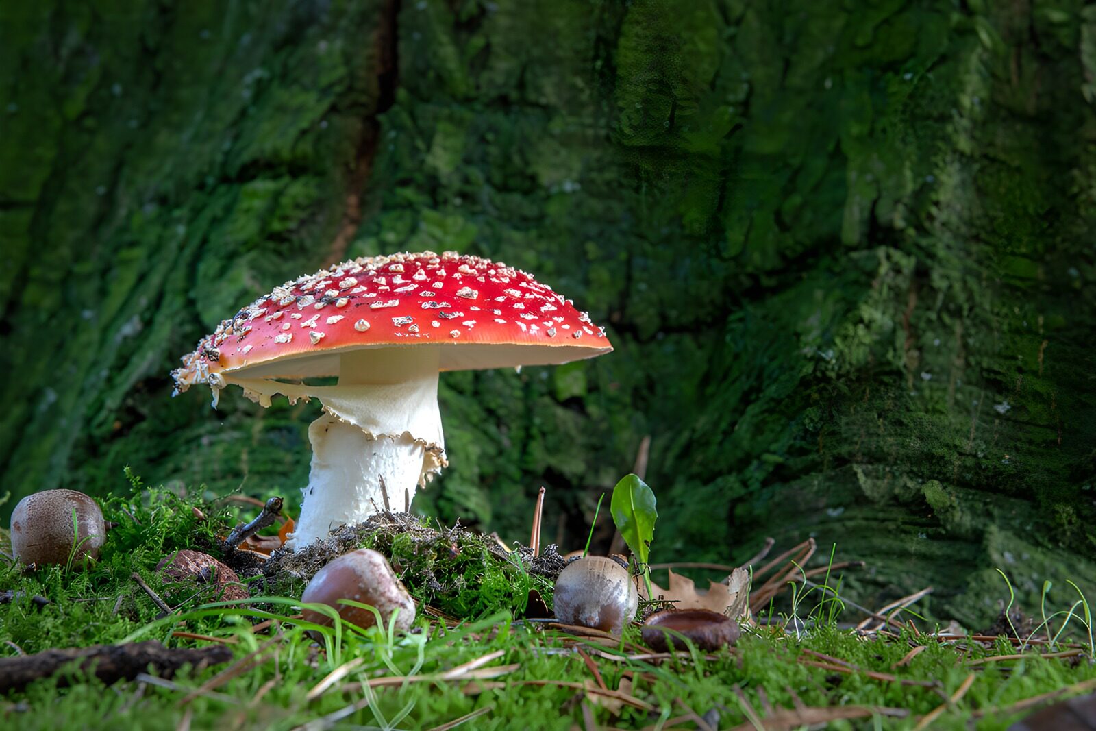 CW5170872: Vliegenzwam tussen mos en dennenbomen