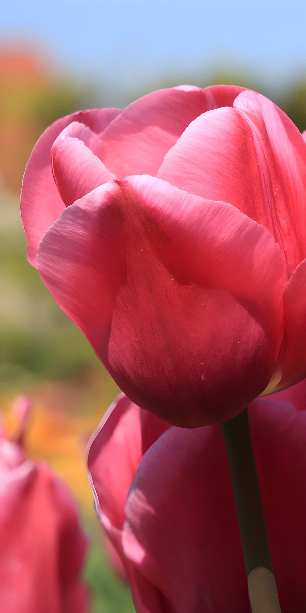 CW9135698: Schitterende rozenhuuveltulpen in bloei