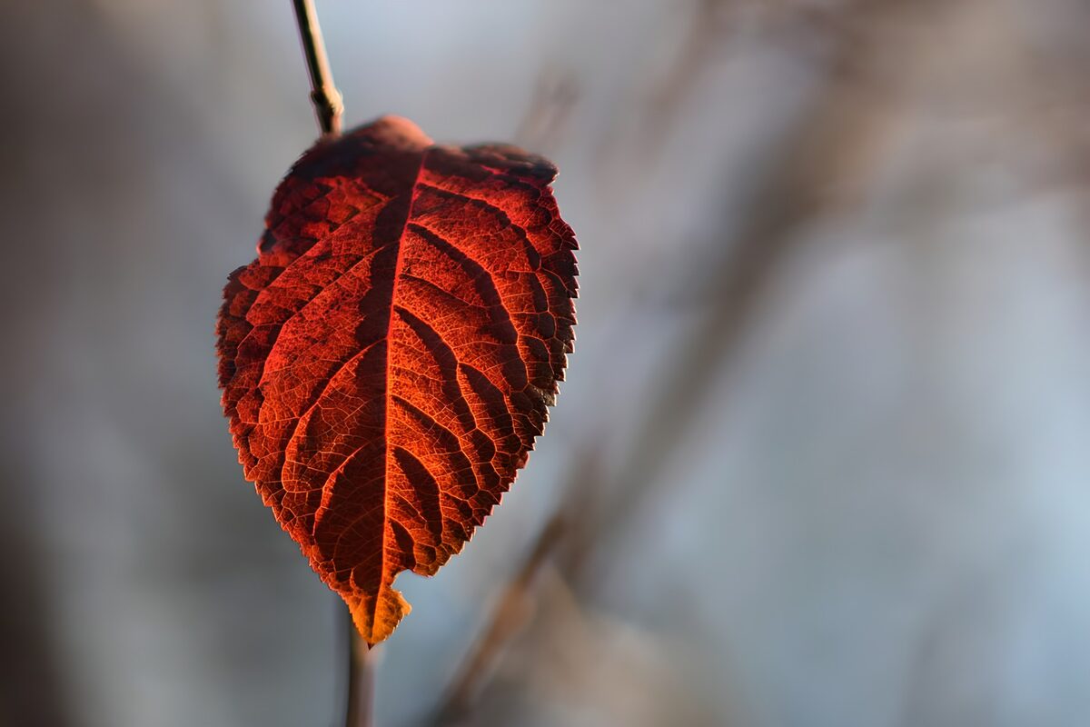 Gloedvol herfstblad in detail