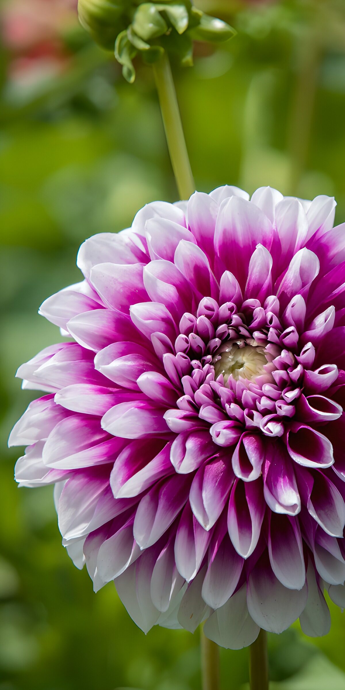 CW6381210: Prachtige paarse dahlia in volle bloei