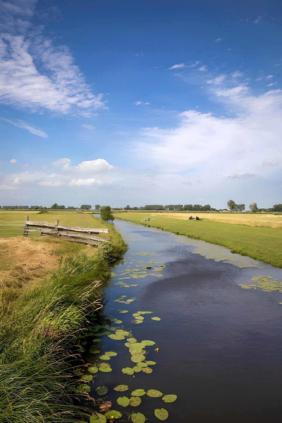 Rustig rivierlandschap met waterriet