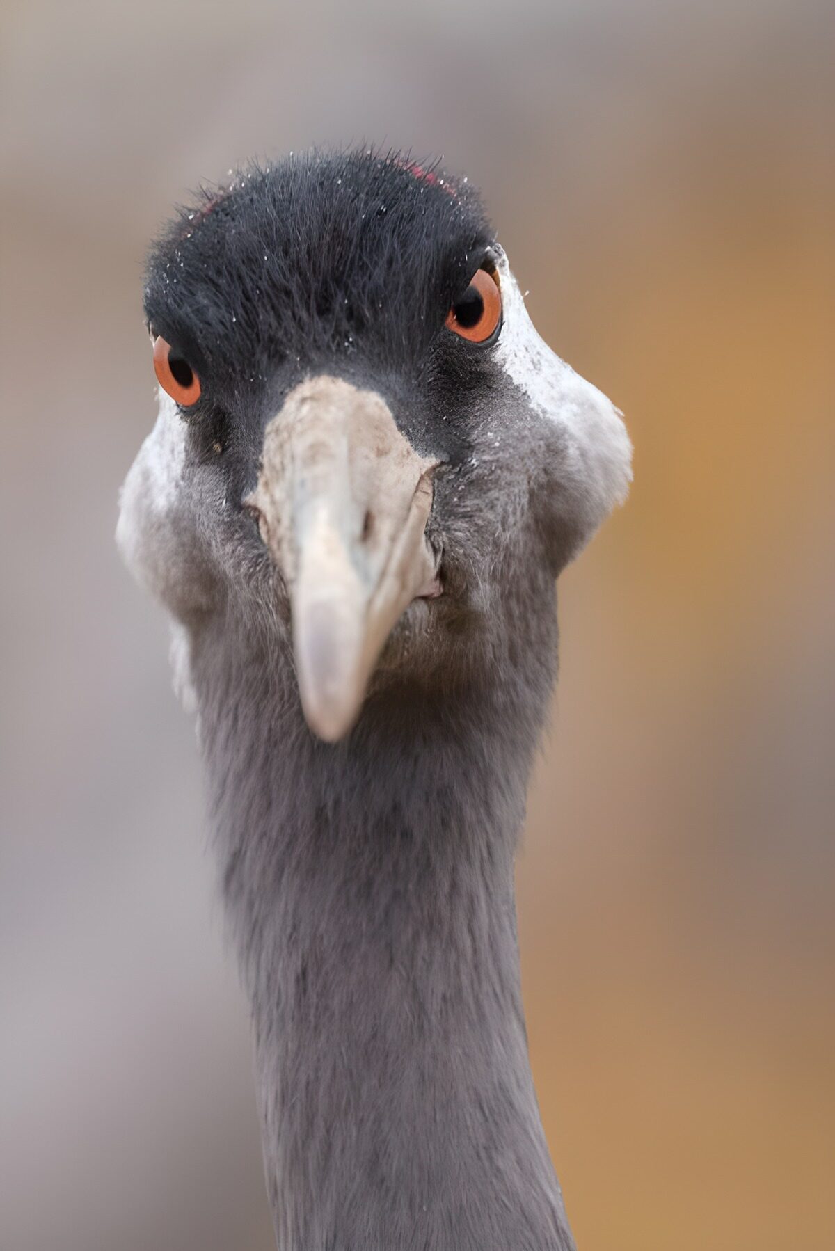 CW1658917: Close-up van een Kraanvogel