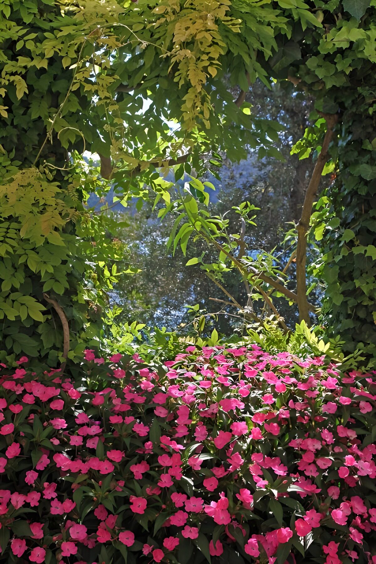 CW9813556: Bloemenraam met groene bladeren