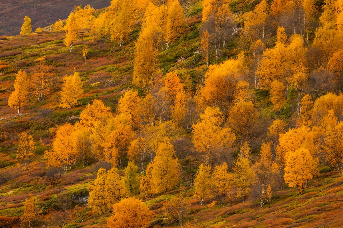 Kleurrijke Herfstlandschap