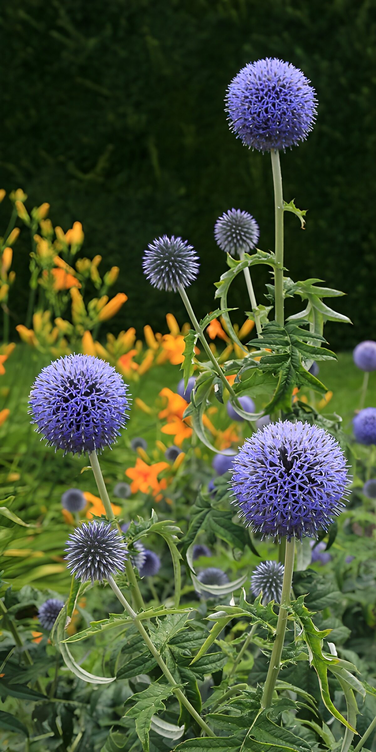 CW3922784: Prachtige paarse bloemen in de tuin