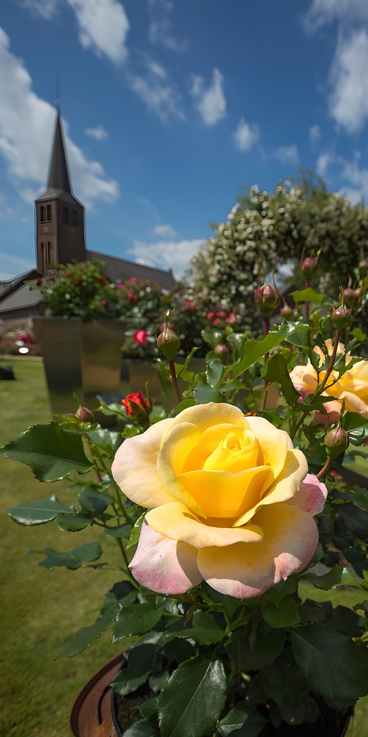 CW1103494: Gele roos met kerk op de achtergrond