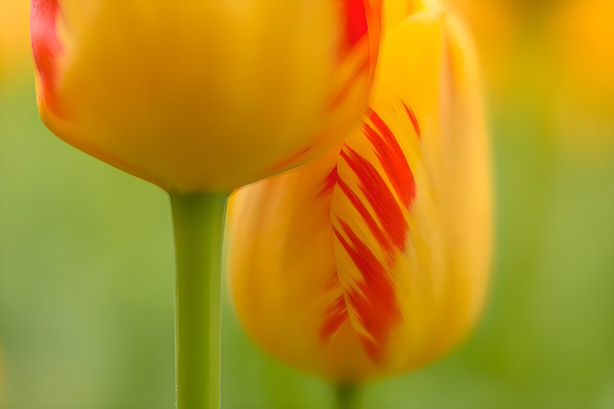 Gele tulpen met rode strepen