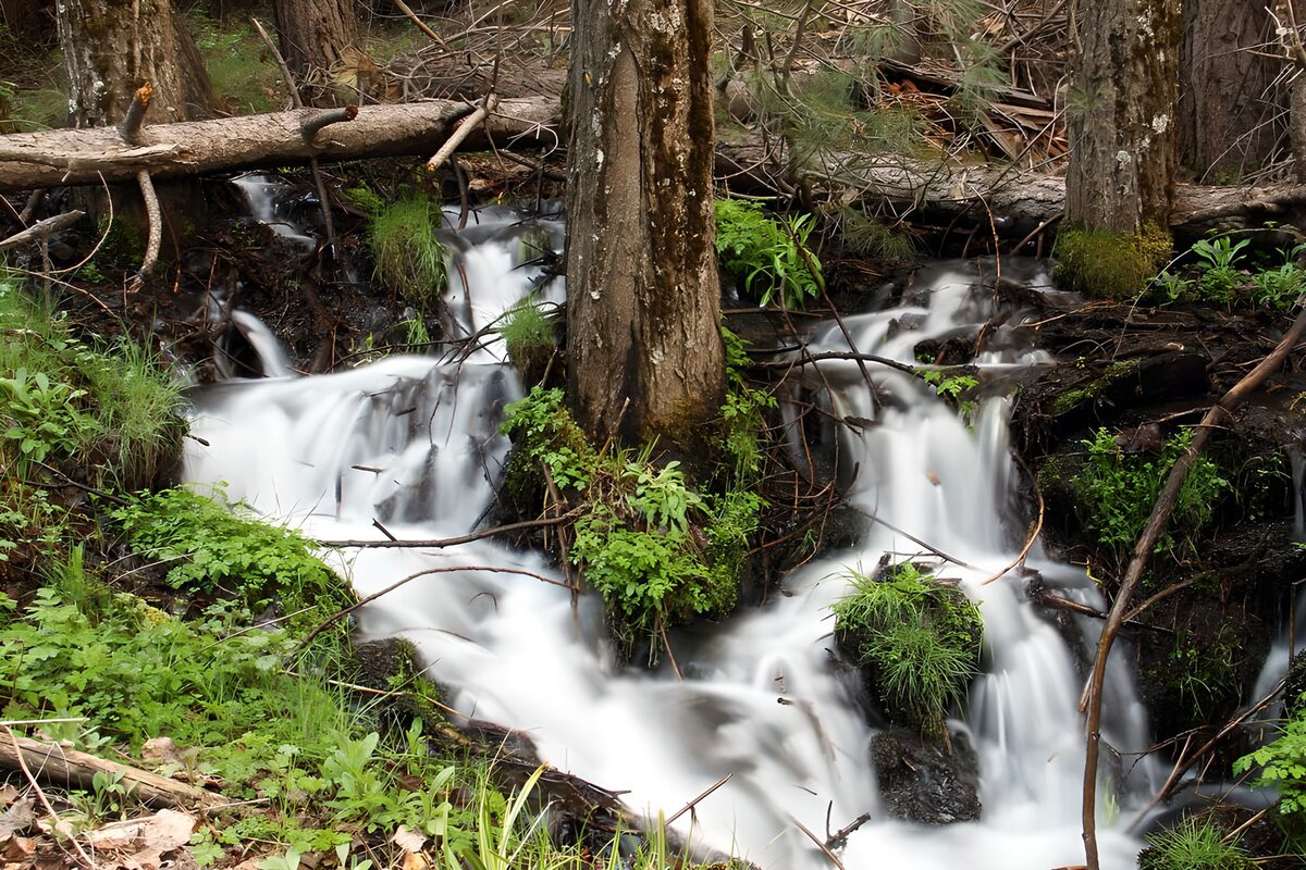 Stromend water tussen de bomen