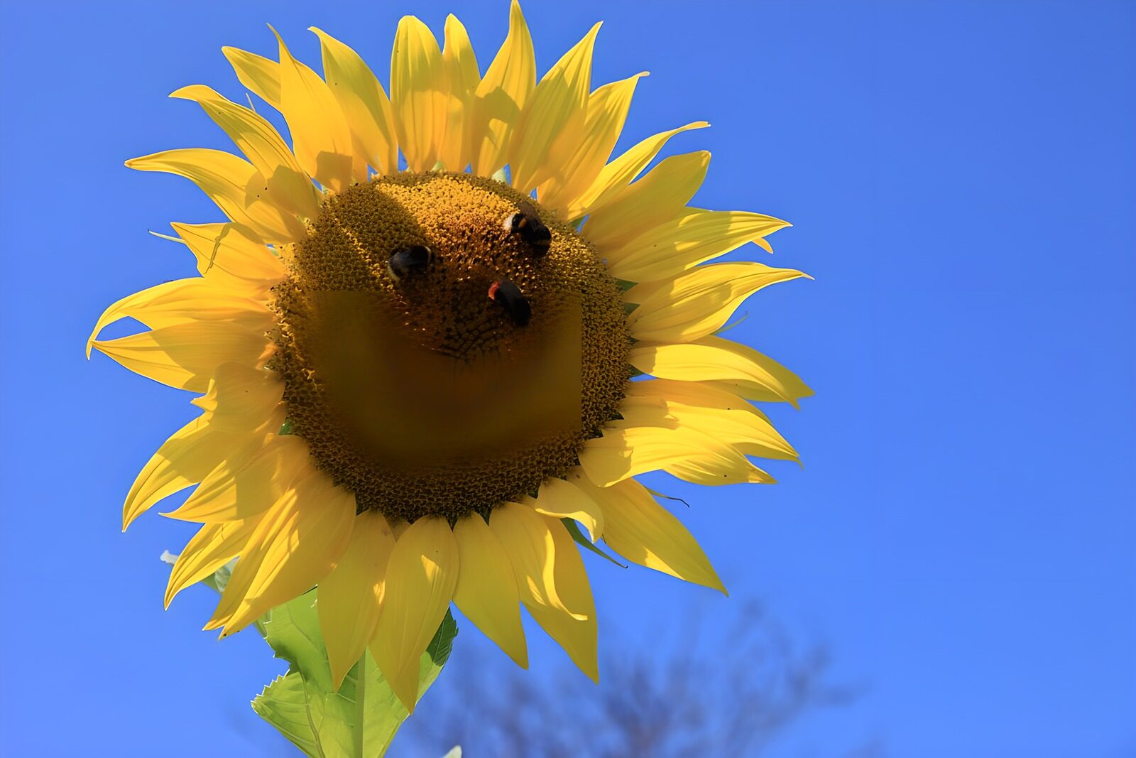 CW6497997: Zon genieten in volle bloei