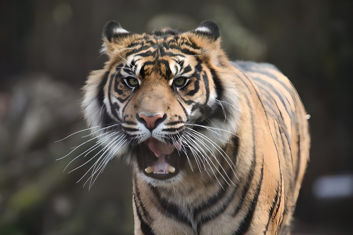 Majestueuze tijger in close-up