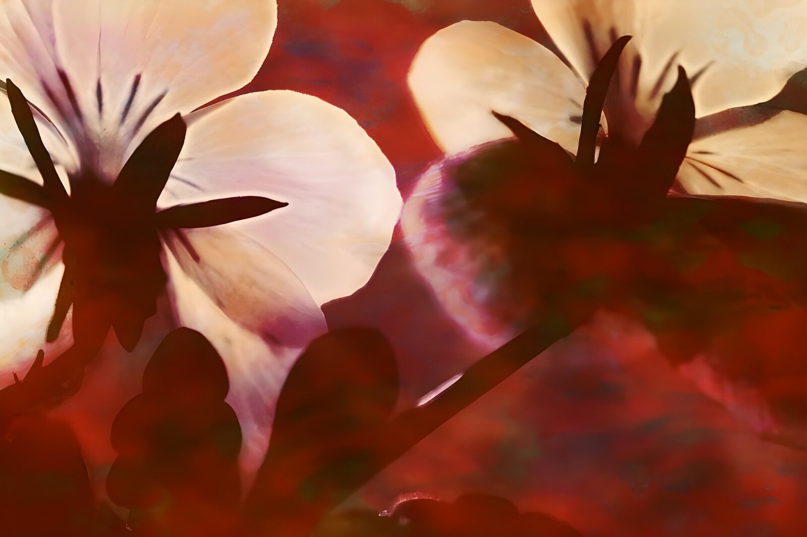 CW9916082: Warme bloemen in schaduw