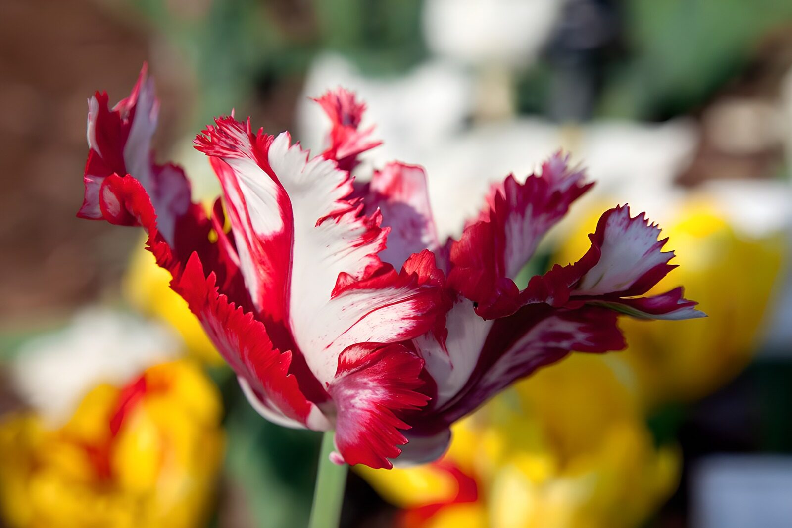 CW6640495: Prachtige bicolor tulp met unieke bloeiwijze