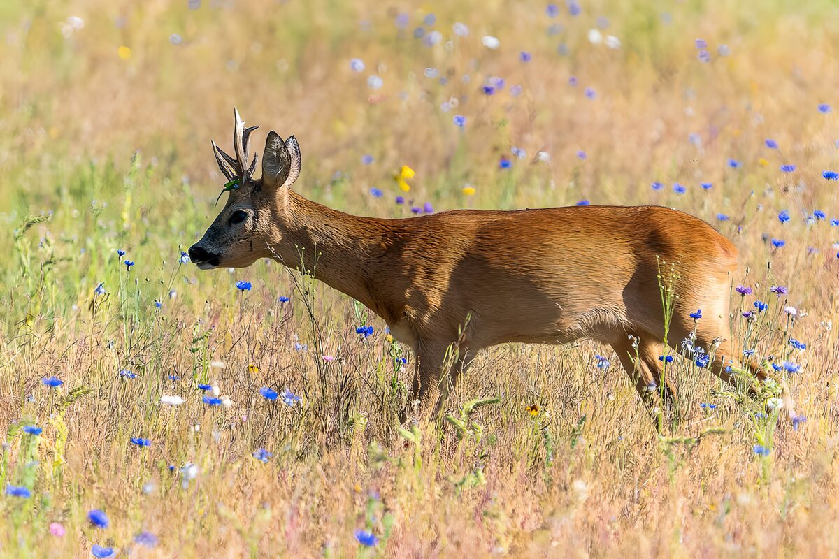 Ree in een bloeiend veld