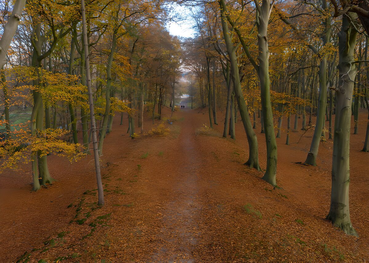 Herfstwandeling door het bos