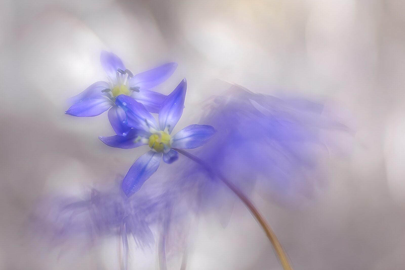 CW1804873: Blauwe bloemen in zachte focus