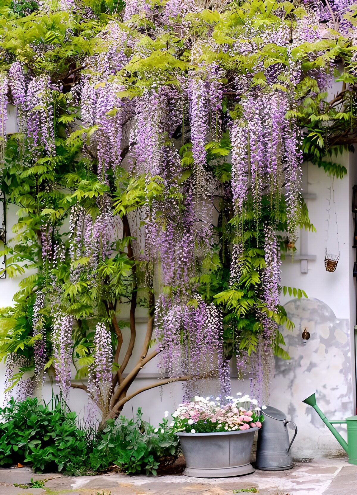 CW7215010: Prachtige Wisteria in Bloei