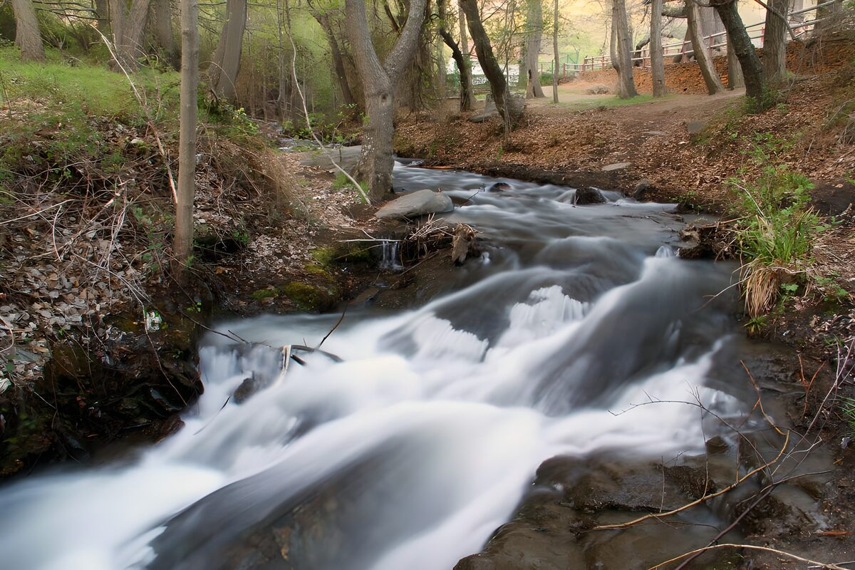 Rustige Beek in het Bos