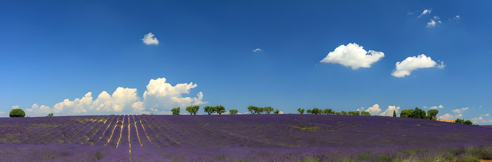 CW7788207: : Prachtig Lavendelveld onder een Heldere Lucht