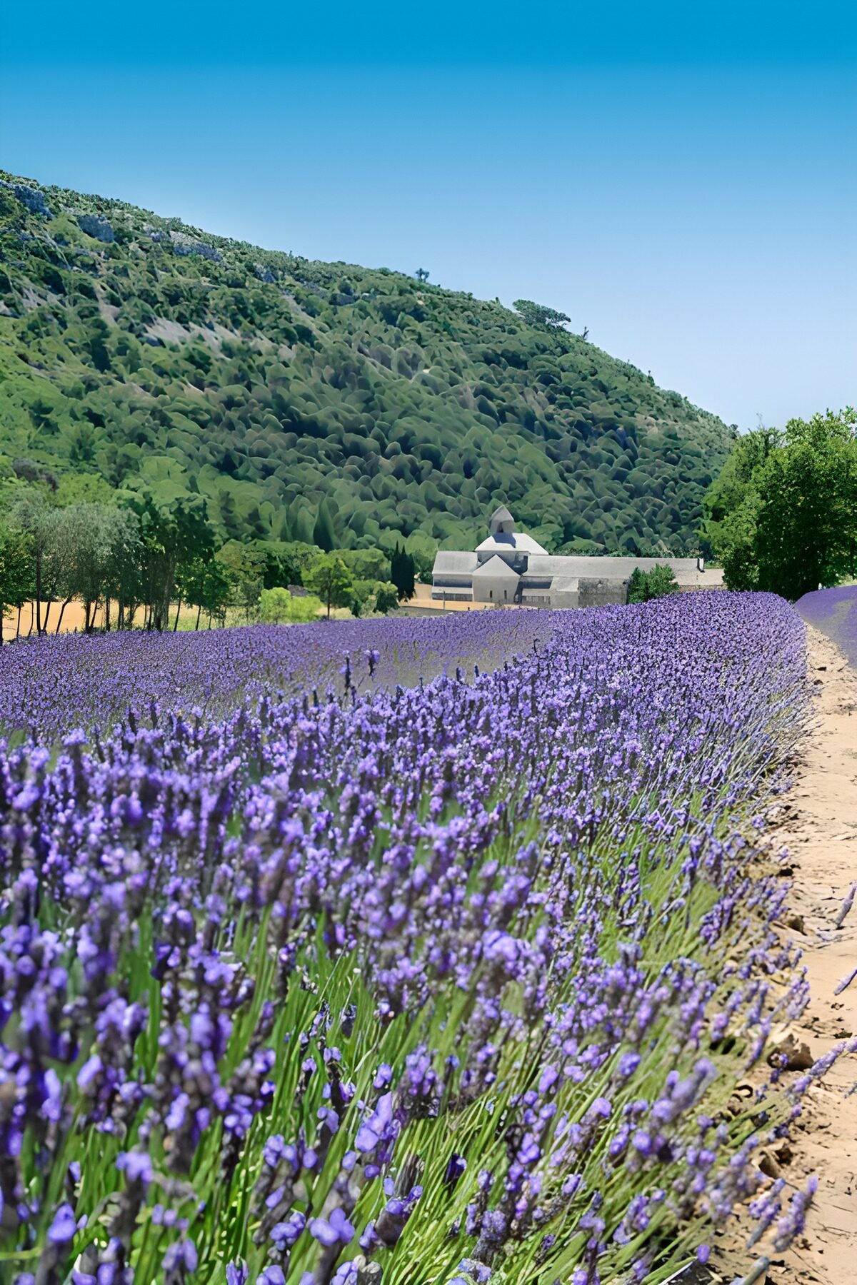 Prachtige lavendelvelden in de Provence
