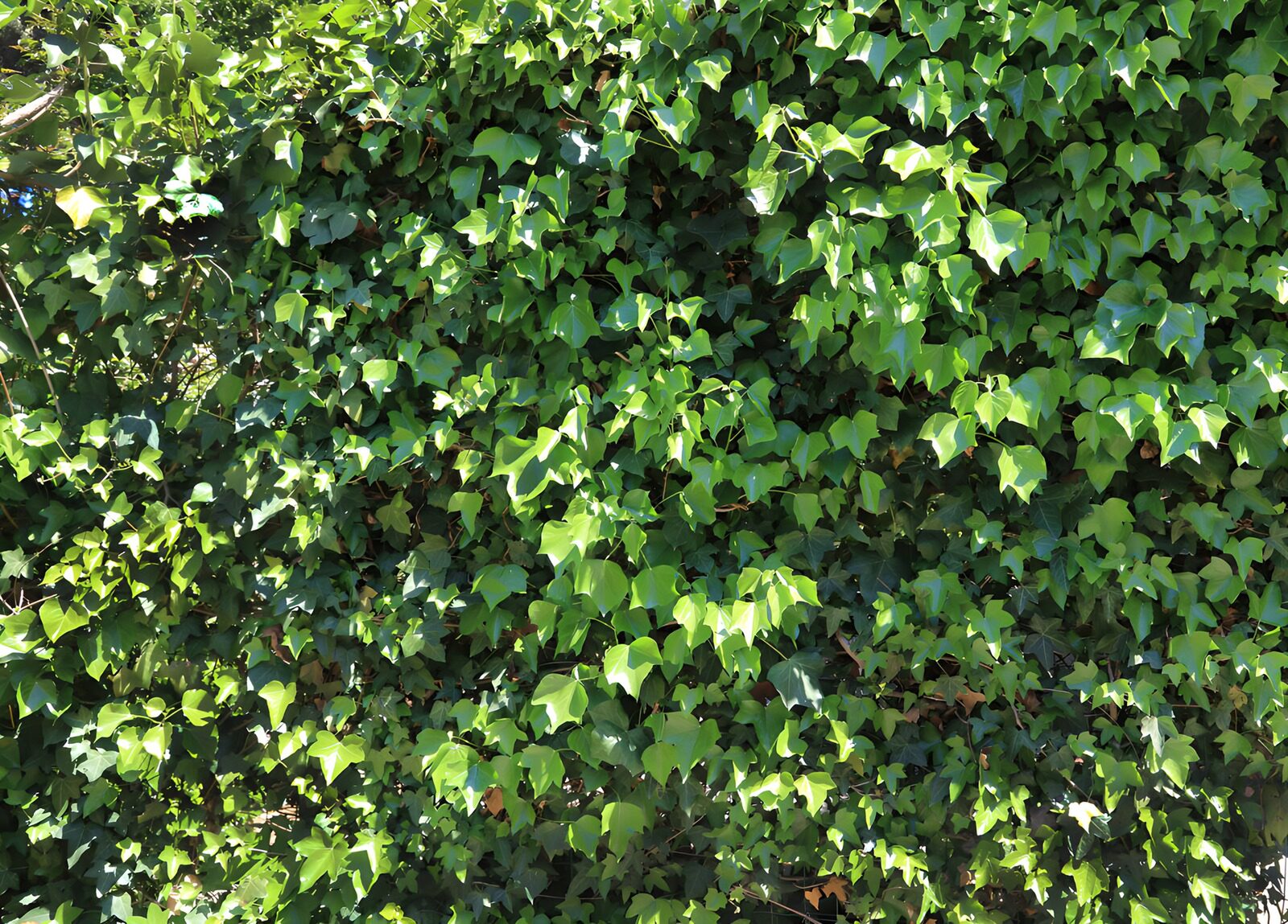CW2767040: Groene klimop op een muur