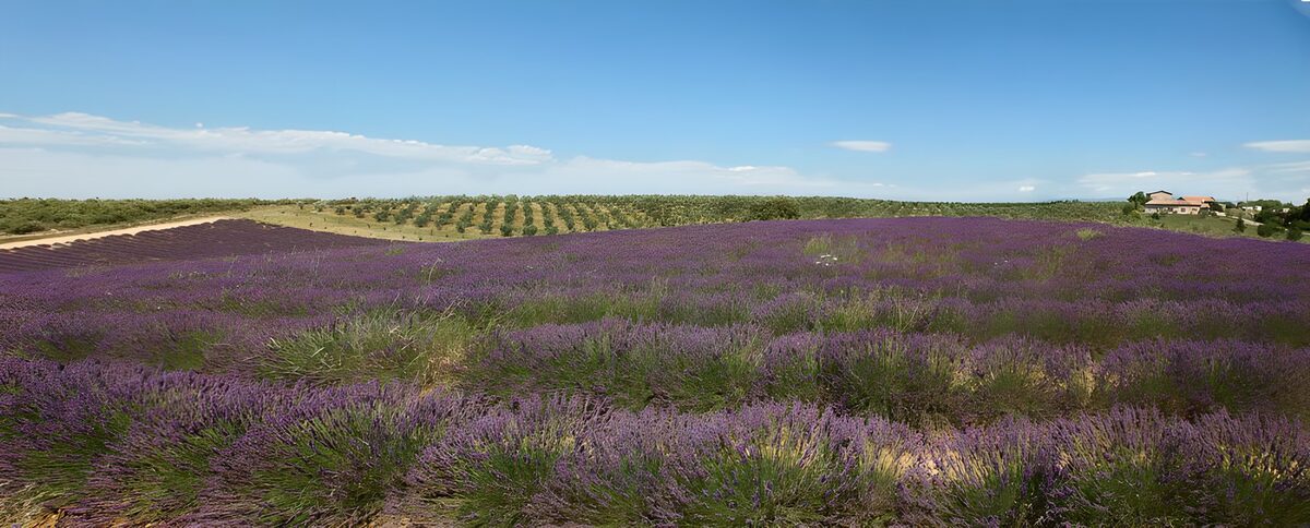 Prachtige lavendelvelden in de natuur