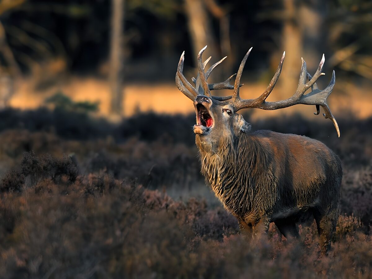 Roepende edelhert in de natuur