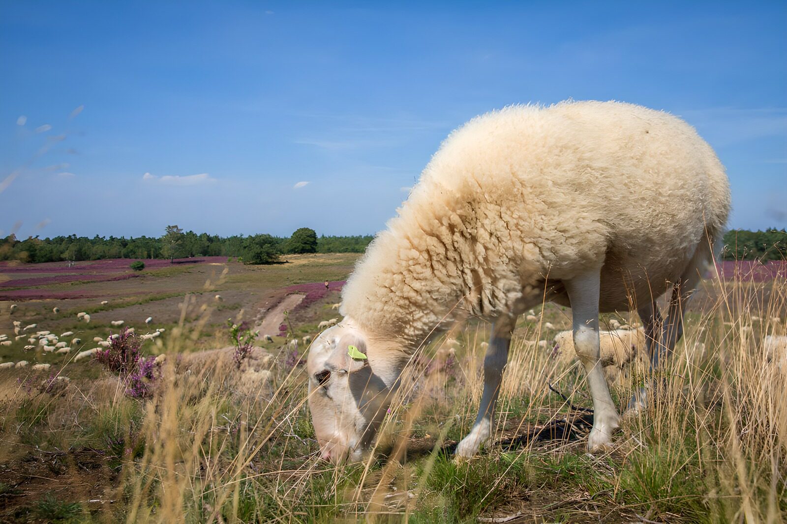 CW8630239: Grazend Schaap op de Veluwe