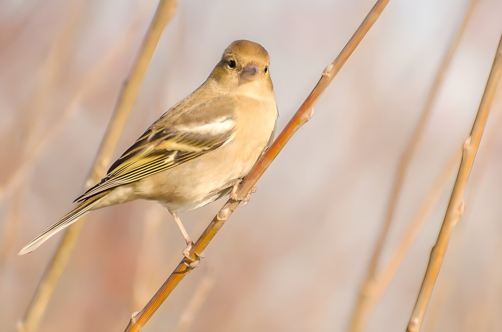 CW9124062: Vrouwe vink op tak