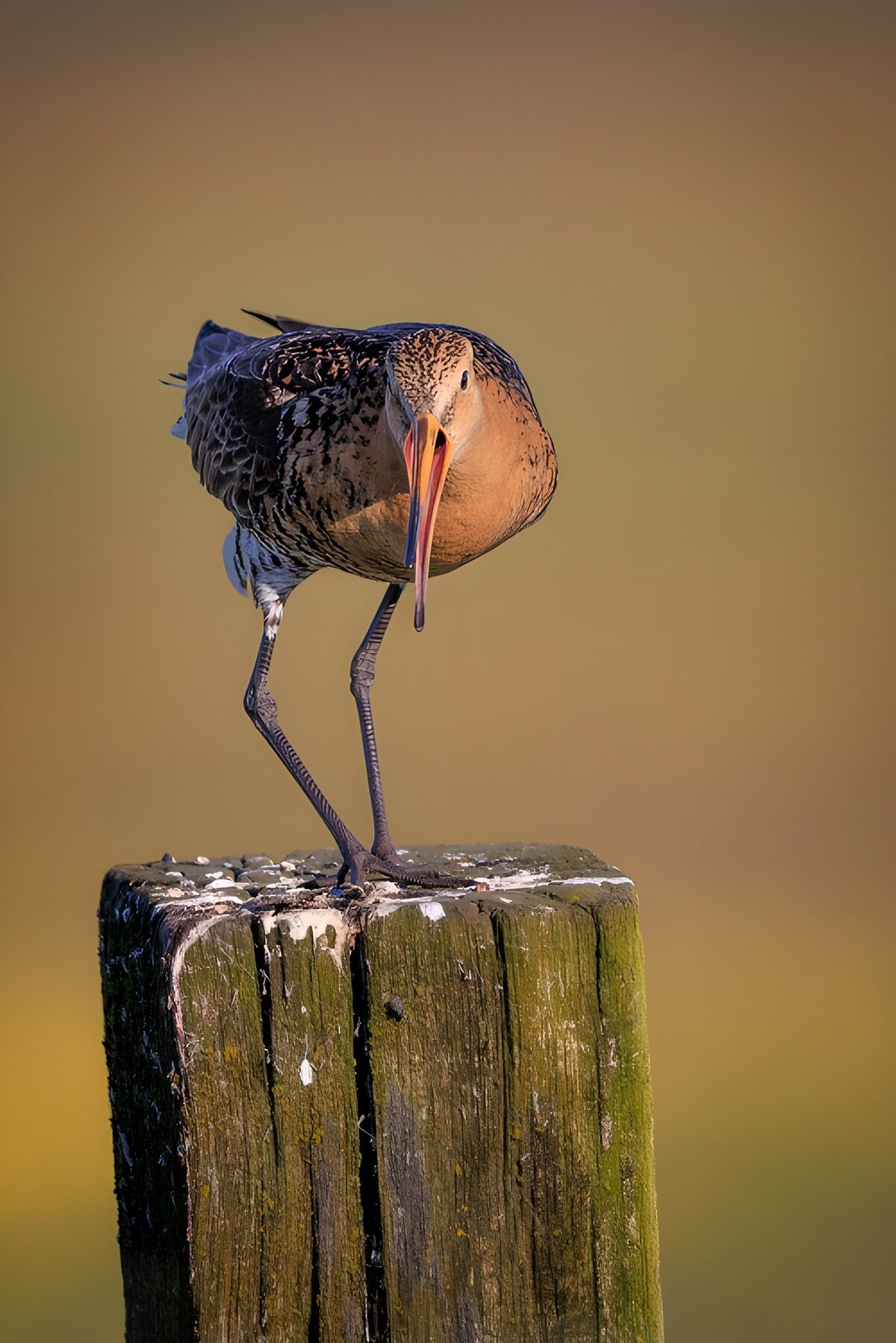 CW7608348: Grutto op een houten paal